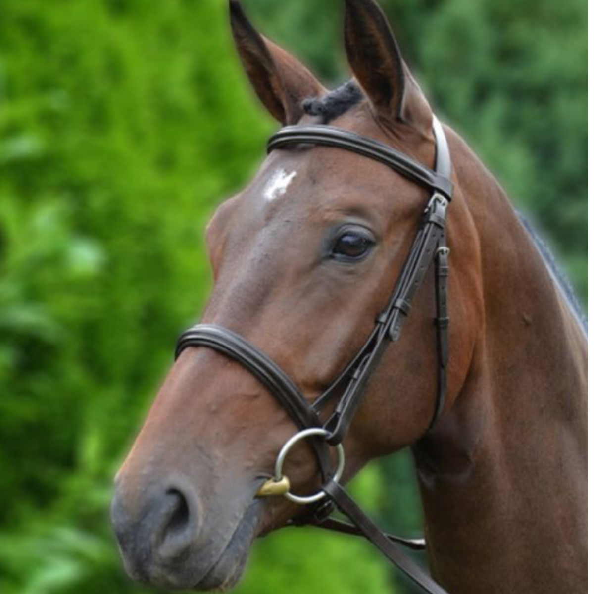 Hy Padded Cavesson Bridle With Rubber Reins - Brown
