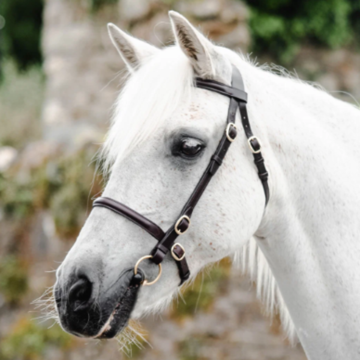 Mackey Classic In-Hand Bridle - Black