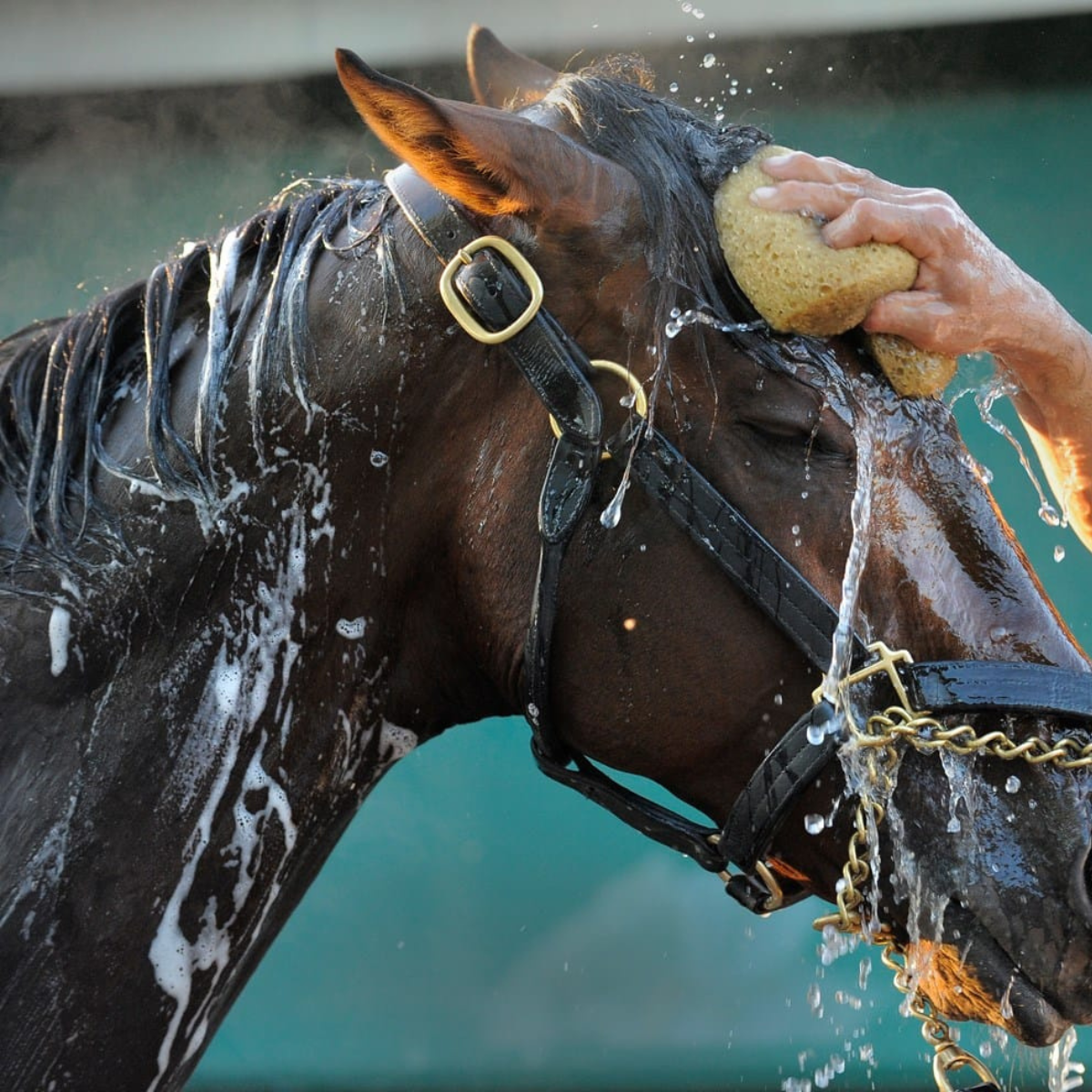 Horse Care