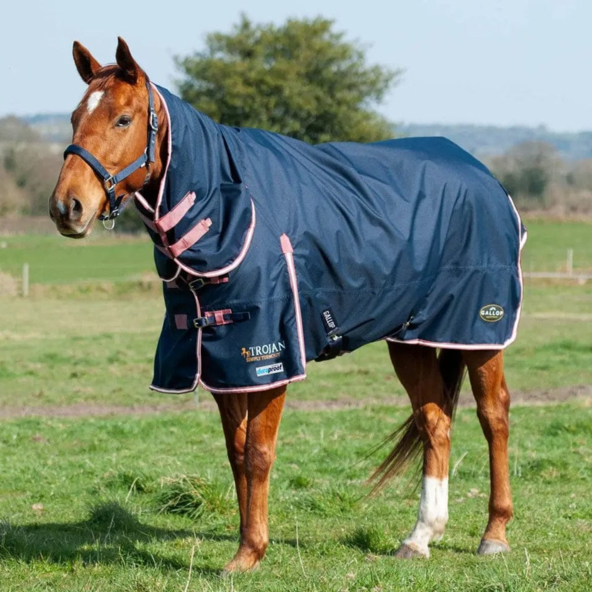 Horse Rugs