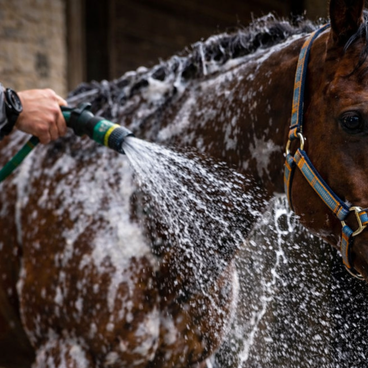 Horse Treats