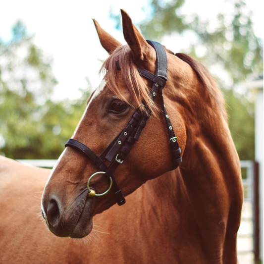 Equisential Nylon Bridle - Black