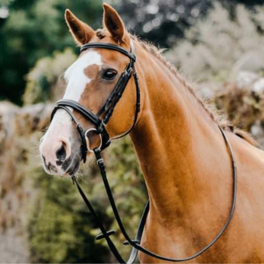 Mackey Classic Padded Flash Bridle With Reins - Black
