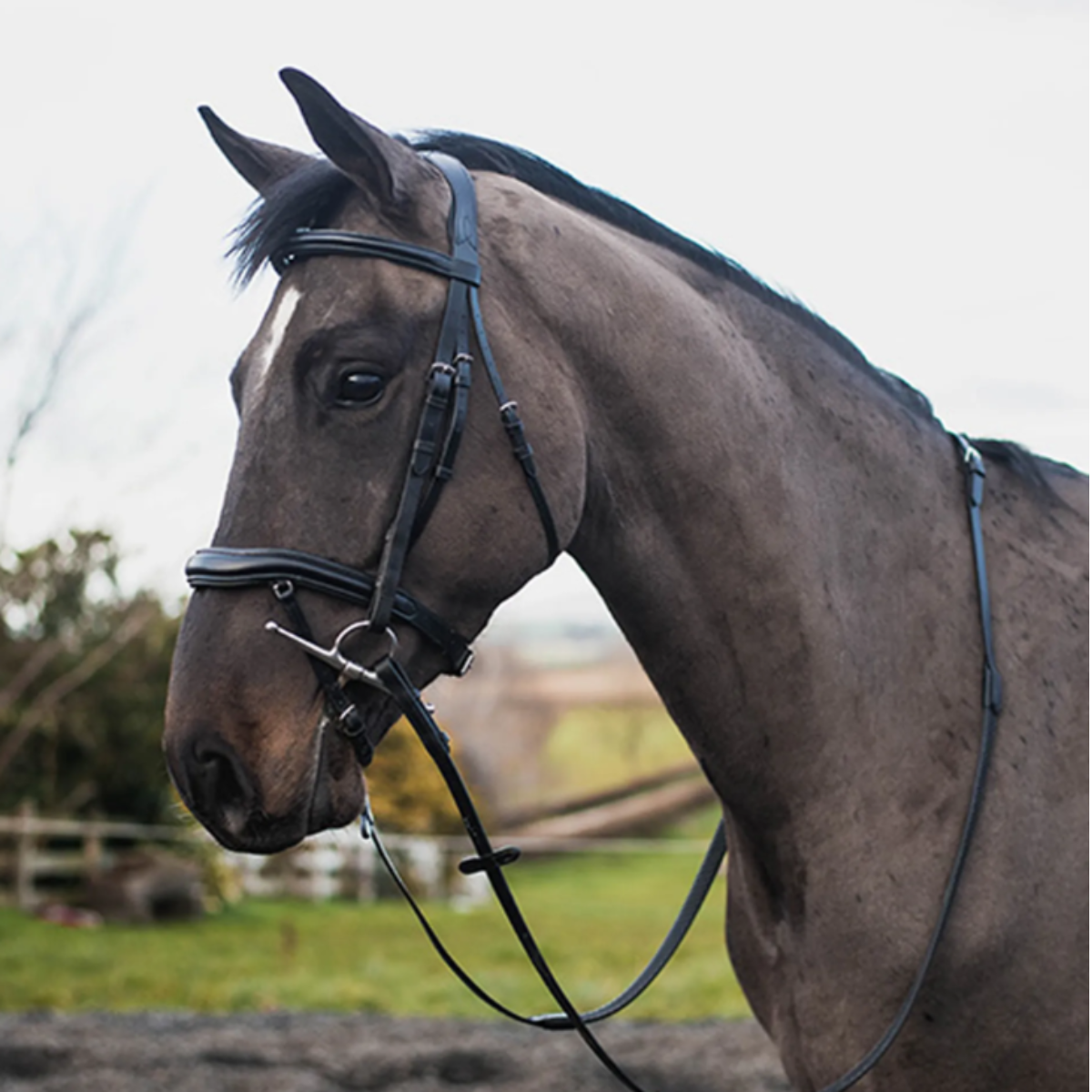 Mackey Legend Apollo Bridle - Black