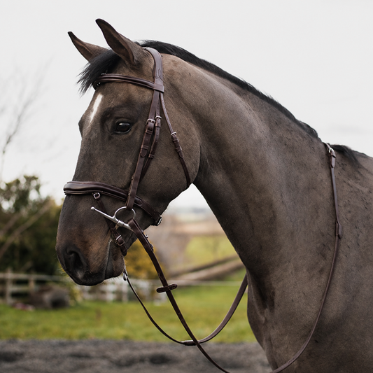 Mackey Legend Apollo Bridle - Brown