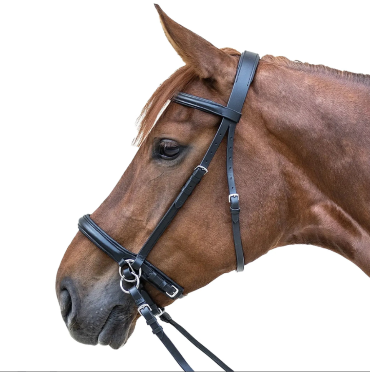 Waldhausen Star Bitless Bridle - Black